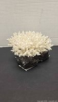Full view of white coral mounted on dark rock base