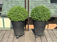 Pair of planters with faux boxwood on rolling stands outdoors