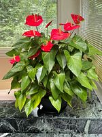 Front view of anthurium showing red spathes and green leaves in black pot
