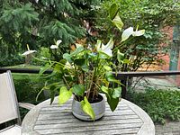 Potted anthurium on outdoor table showing overall plant and pot