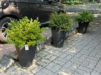 Three black resin tapered planters with shrubs lined up on driveway