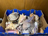 Open blue produce box filled with assorted shells and starfish