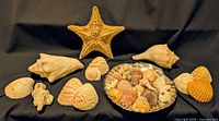 Overall view of starfish, conch shells, scallops, coral fragment and tray with small shells