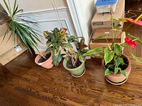 All three potted plants on hardwood floor