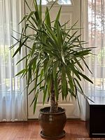 Full view of Spineless Yucca in ceramic pot