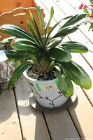 Clivia plant in white ceramic pot with saucer