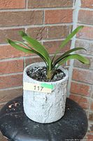 Clivia foliage plant in white-grey textured cylindrical pot