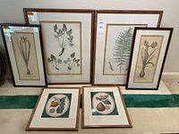Front view of all six framed botanical prints