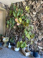 Overall view of tall begonias in pot with clay basket and duck head visible