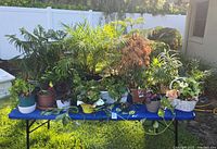 Table with numerous assorted potted houseplants in various containers