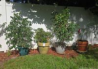 All four potted plants lined up against white fence