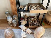 Overall lot showing jars, trays, and large shells