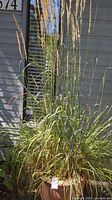 Full view of tall ornamental grass in ceramic pot beside siding
