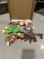 All six Beanie Babies arranged on countertop with tags visible