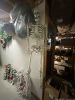 Full view of 5′6″ hanging skeleton prop
