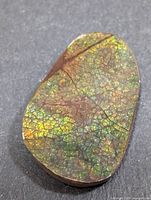 Top view of freeform ammolite cabochon showing iridescent surface