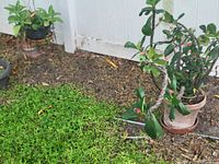 Crown-of-thorns in clay pot, hanging basket, additional container