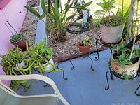 Group of potted succulents on stands and hose reel in background