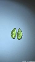 Pair of chartreuse leaf-cut tourmalines side by side