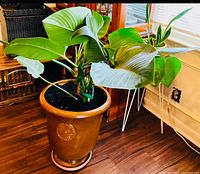 Full view of plant in glazed pot on saucer