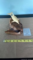 Top view of glass orca sculpture on burl wood with ruler and reference coin