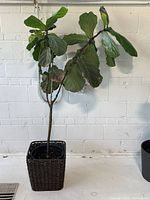 full view of fiddle leaf fig in woven basket