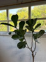 Full view of fiddle leaf fig plant against wall and windows