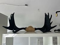 Full front view of black faux moose antlers on shelf