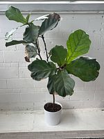 Full view of fiddle leaf fig and planter
