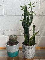 Both cactus plants side by side in their ceramic pots