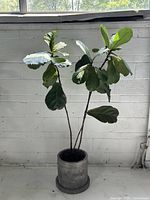 Full view of fiddle leaf fig plant in clay planter