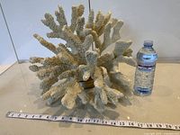 Front view of coral with water bottle and tape for scale
