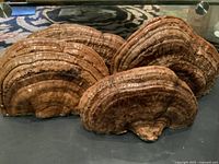 Front view of four petrified mushroom specimens