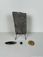 Group shot showing all four fossils on white backdrop