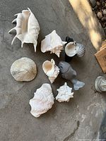 Group shot of all shells, coral pieces and fish figurine on concrete surface