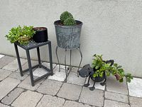 Overall view showing three planters: sedum on square table, black dog planter with coleus, galvanized bucket on stand with two cacti