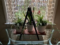 front view of three potted plants on stand against window