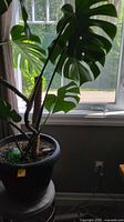 Full view of Monstera plant in black pot by window