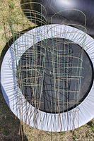 Ten green metal tomato cages arranged on a small trampoline outdoors