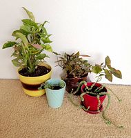 Group view of all four potted plants