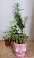 All three potted plants grouped together