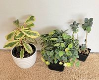 Group shot of three potted plants: variegated Peperomia ginny, Peperomia frost, fuzzy leaf succulent