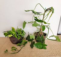 Both potted plants side by side