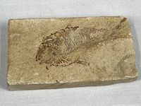 Top view of fossil fish impression in limestone slab