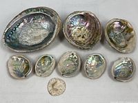 Group view of all shells and sand dollar