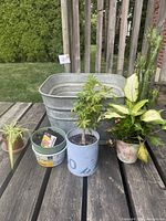 Group shot of all plants and aluminum tub