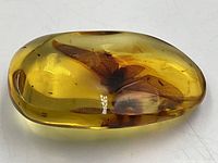Golden yellow amber piece showing insect inclusion