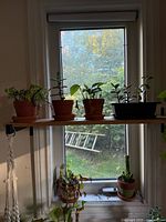 Shelf with four potted plants in window
