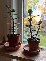 Two potted jade plants on window ledge