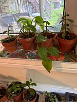Four potted plants on tray on windowsill